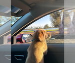 Small #2 Labrador Retriever Mix