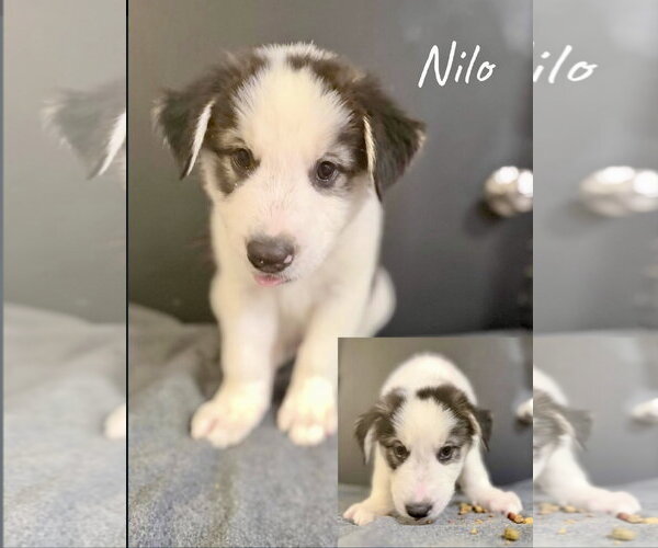 Medium Photo #2 Siberian Husky-Unknown Mix Puppy For Sale in Mesa, AZ, USA