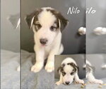 Small #1 Siberian Husky Mix