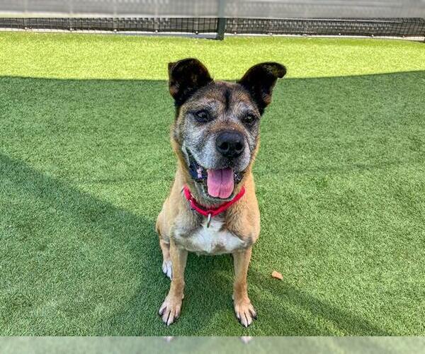 Medium Photo #2 Boxer-German Shepherd Dog Mix Puppy For Sale in Orange, CA, USA