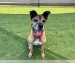 Small #1 Boxer-German Shepherd Dog Mix