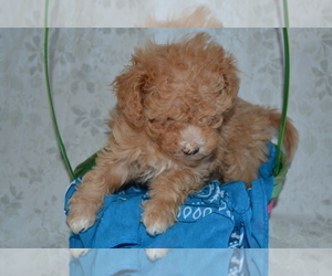 Poodle (Toy) Puppy for sale in GREENWOOD, WI, USA