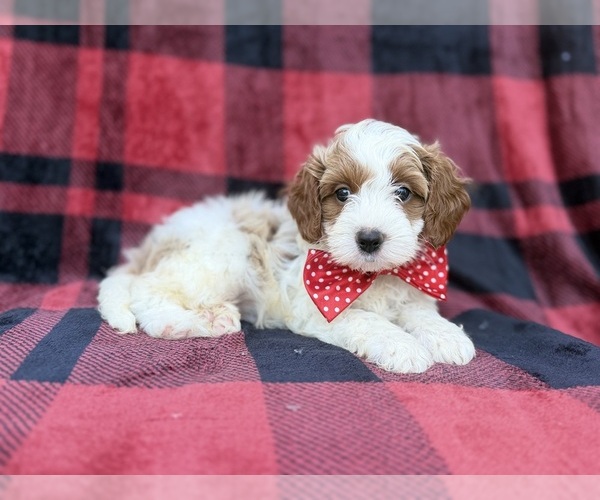 Medium Photo #5 Cavapoo (Miniature) Puppy For Sale in LAKELAND, FL, USA