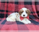 Duke - Male Cavapoo (Miniature) Puppy for Sale - Photo #5