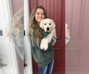 English Cream Golden Retriever Puppy for Sale in BISMARCK, North Dakota USA