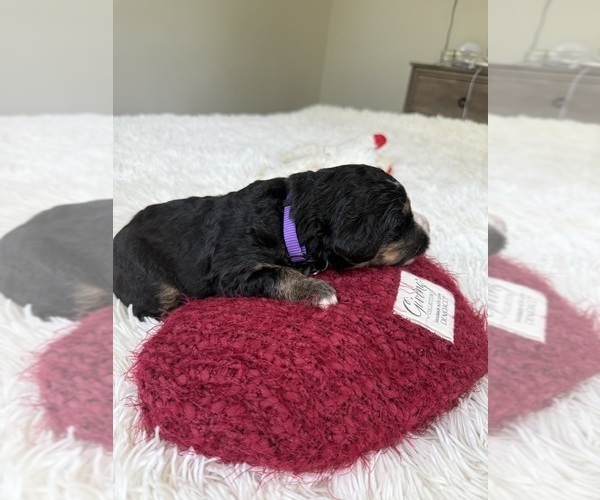 Medium Photo #137 Bernedoodle Puppy For Sale in BELMONT, NC, USA