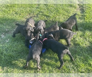 Cane Corso Puppy for sale in NEW DERRY, PA, USA