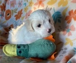 Puppy Hillary Coton de Tulear