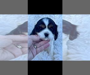 Cavalier King Charles Spaniel Puppy for sale in NILES, MI, USA