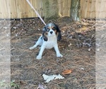 Small Photo #1 Cavalier King Charles Spaniel Puppy For Sale in MIDDLEBURY, IN, USA