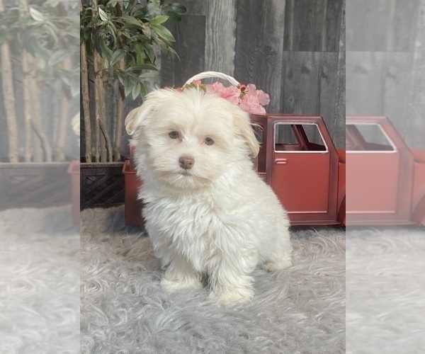 Medium Photo #1 Havanese Puppy For Sale in CANOGA, NY, USA