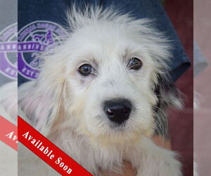 Australian Shepherd-Unknown Mix Dogs for adoption in Huntley, IL, USA