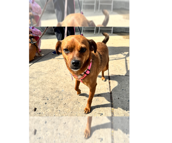 Medium Photo #8 Chipin Puppy For Sale in Greenbelt, MD, USA