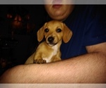 Small Photo #2 Chiweenie Puppy For Sale in VANCOUVER, WA, USA