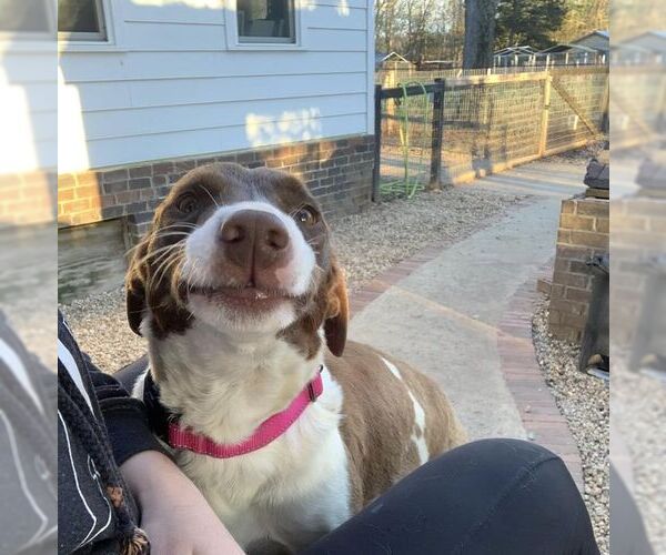 Medium Photo #7 Pointer-Unknown Mix Puppy For Sale in Woodbury, NY, USA