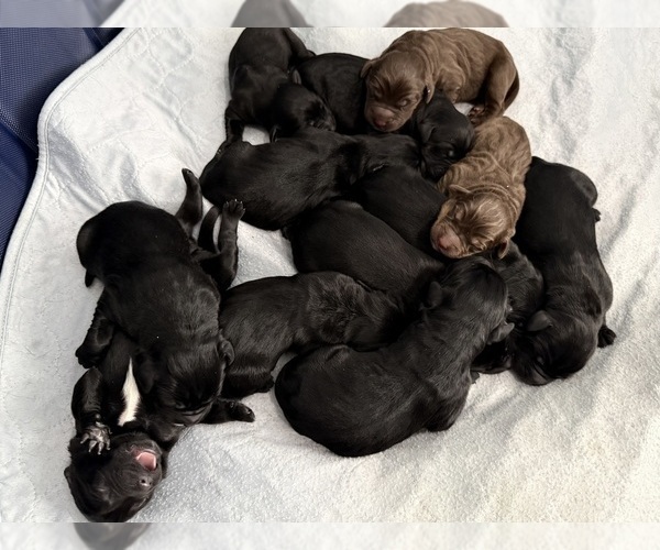 Medium Photo #3 Labradoodle Puppy For Sale in PRESCOTT VALLEY, AZ, USA