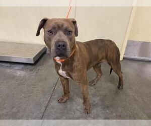 Mutt Dogs for adoption in Orange, CA, USA