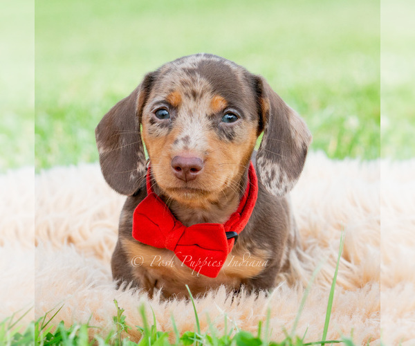 Medium Photo #1 Dachshund Puppy For Sale in WARSAW, IN, USA