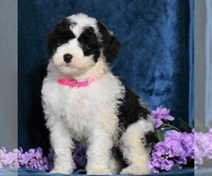 Old English Sheepdog-Poodle (Miniature) Mix Puppy for sale in DORNSIFE, PA, USA