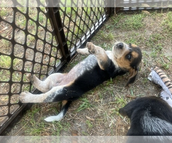 Medium Photo #5 Bluetick Beagle Puppy For Sale in TARBORO, NC, USA