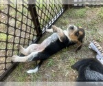 Small #4 Bluetick Beagle