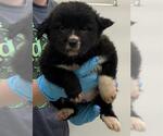 Small American Staffordshire Terrier Mix