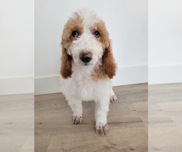 Medium Photo #6 Doodle-Poodle (Standard) Mix Puppy For Sale in NAMPA, ID, USA