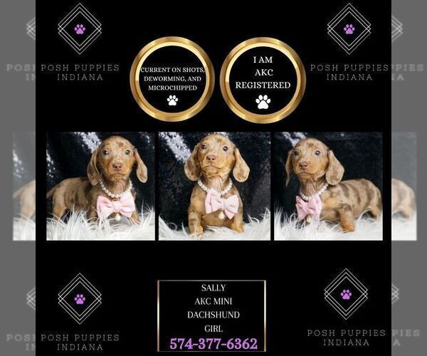 Medium Photo #1 Dachshund Puppy For Sale in WARSAW, IN, USA