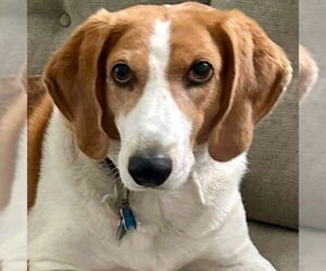 Mutt Dogs for adoption in Canton, CT, USA