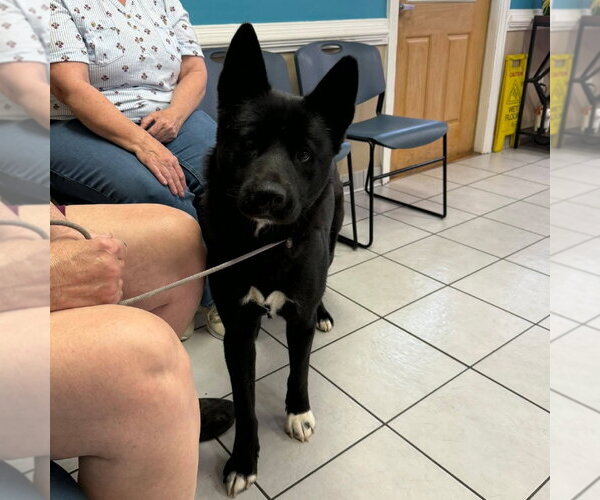 Medium Photo #3 Akita-Unknown Mix Puppy For Sale in McDonough, GA, USA