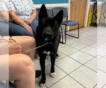 Small #2 Akita Mix