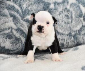 Boston Terrier Puppy for sale in HOMINY, OK, USA