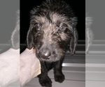 Small Photo #4 Sheepadoodle Puppy For Sale in BUXTON, ND, USA