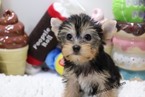 Small Photo #4 Yorkshire Terrier Puppy For Sale in LAS VEGAS, NV, USA