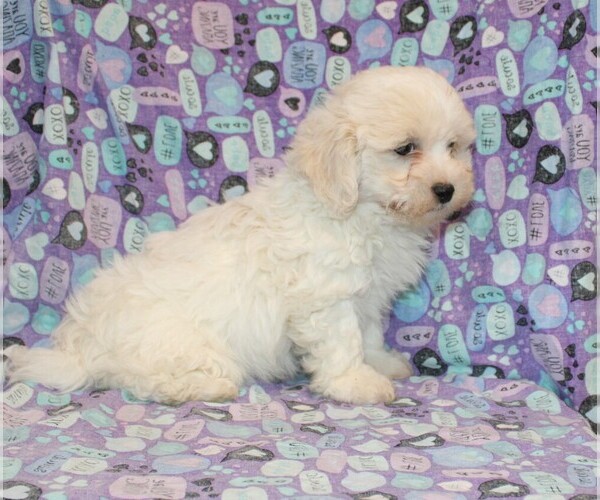 Medium Photo #8 Zuchon Puppy For Sale in BLOOMINGTON, IN, USA