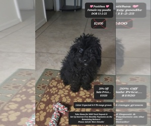 Poodle (Toy) Puppy for sale in TUCSON, AZ, USA