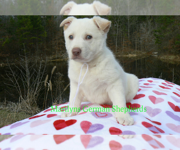 Medium Photo #4 German Shepherd Dog Puppy For Sale in PIEDMONT, MO, USA