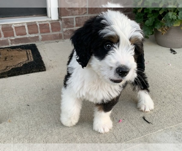 Medium Photo #3 Bernedoodle Puppy For Sale in GREENWOOD, IN, USA