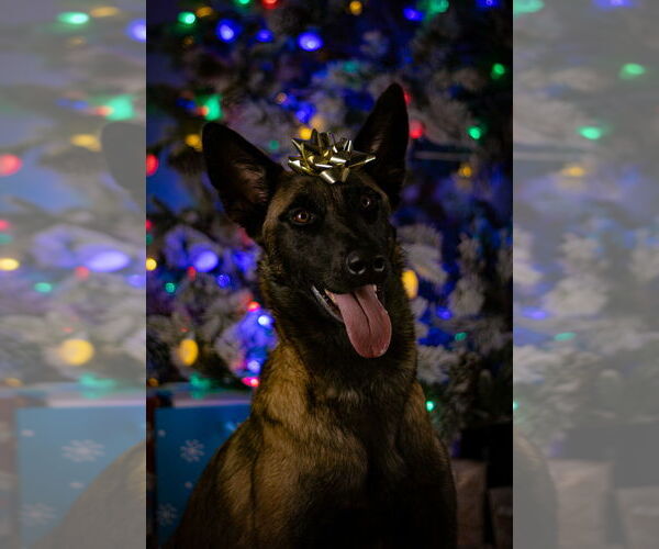 Medium Photo #8 Mutt Puppy For Sale in Imlay City, MI, USA