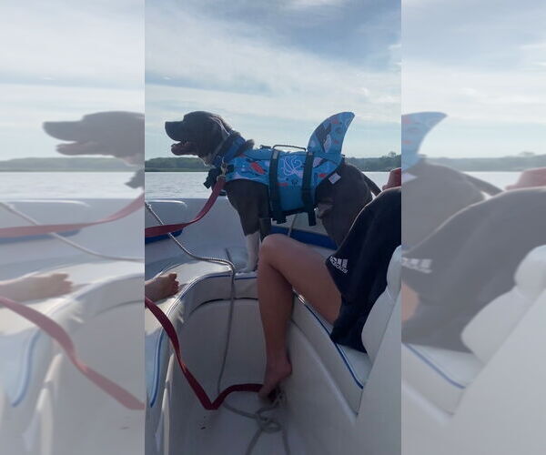 Medium Photo #8 Mutt Puppy For Sale in Chestertown, MD, USA