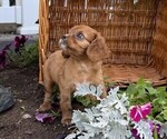 Small #1 Cavalier King Charles Spaniel