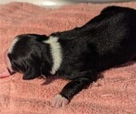 Small Photo #49 Australian Shepherd Puppy For Sale in SYLVA, NC, USA