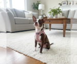 Small Boston Terrier