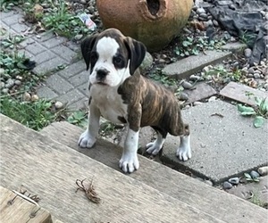 Boxer Puppy for sale in CASEY, IL, USA