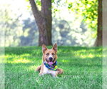 Small #2 Basenji-Labrador Retriever Mix