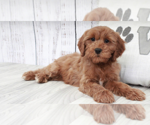 Cavapoo Puppy for sale in MARIETTA, GA, USA