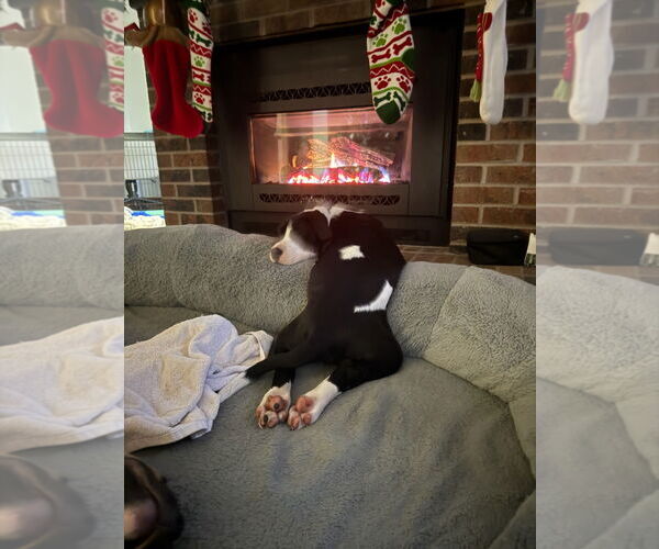 Medium Photo #2 Mutt Puppy For Sale in Fort Collins, CO, USA