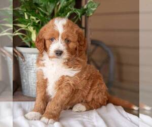 Goldendoodle (Miniature) Puppy for sale in NEWMANSTOWN, PA, USA
