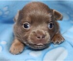Small Photo #24 Chihuahua Puppy For Sale in CHARLESTON, AR, USA