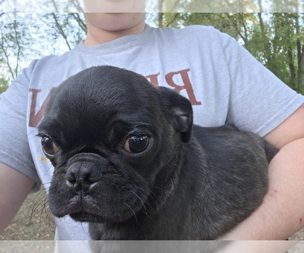 Medium Photo #1 Pug Puppy For Sale in HILLSDALE, MI, USA
